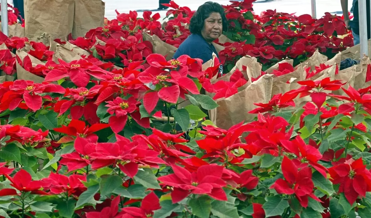 Flor de Nochebuena